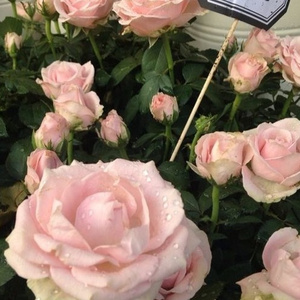 个性行业小蛇导航
